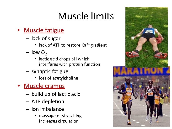 Muscle limits • Muscle fatigue – lack of sugar • lack of ATP to