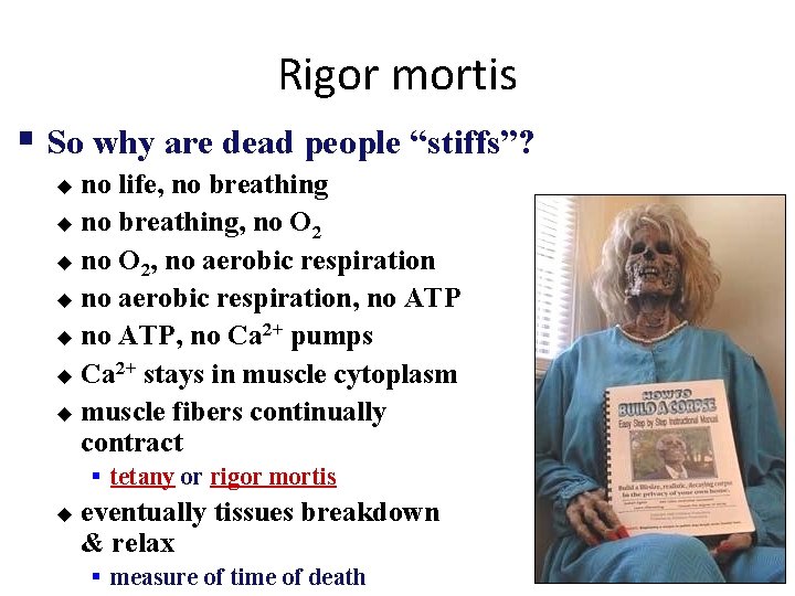 Rigor mortis § So why are dead people “stiffs”? no life, no breathing u