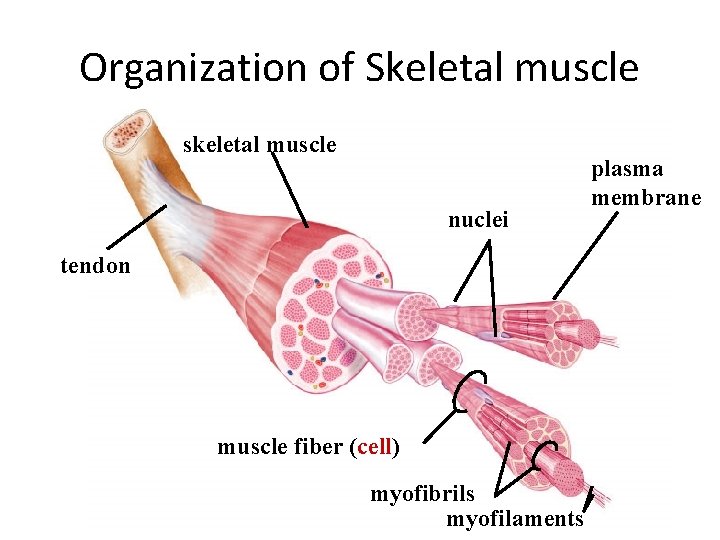 Organization of Skeletal muscle skeletal muscle nuclei tendon muscle fiber (cell) myofibrils myofilaments plasma