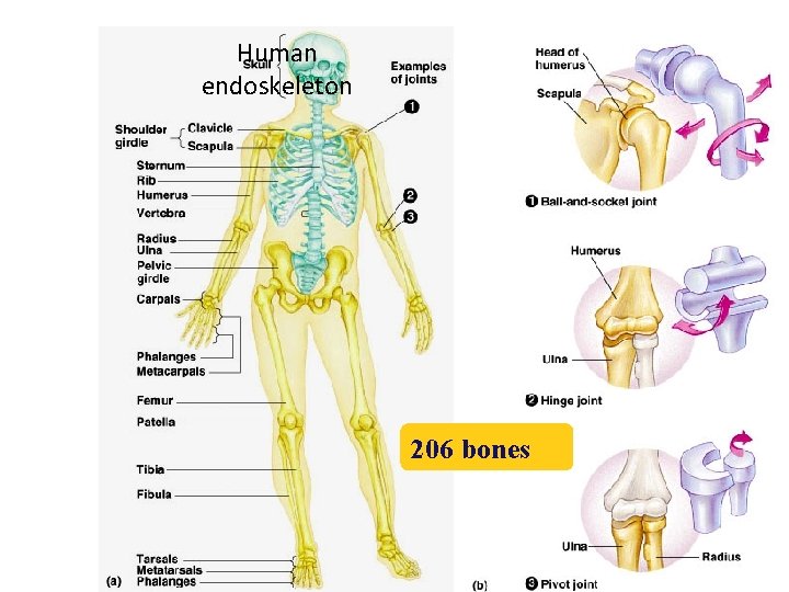 Human endoskeleton 206 bones 