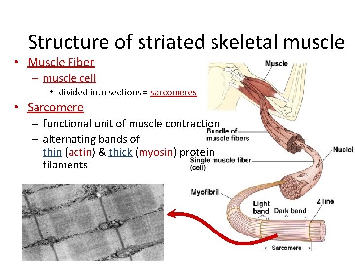 Structure of striated skeletal muscle • Muscle Fiber – muscle cell • divided into