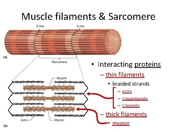 Muscle filaments & Sarcomere • Interacting proteins – thin filaments • braided strands –