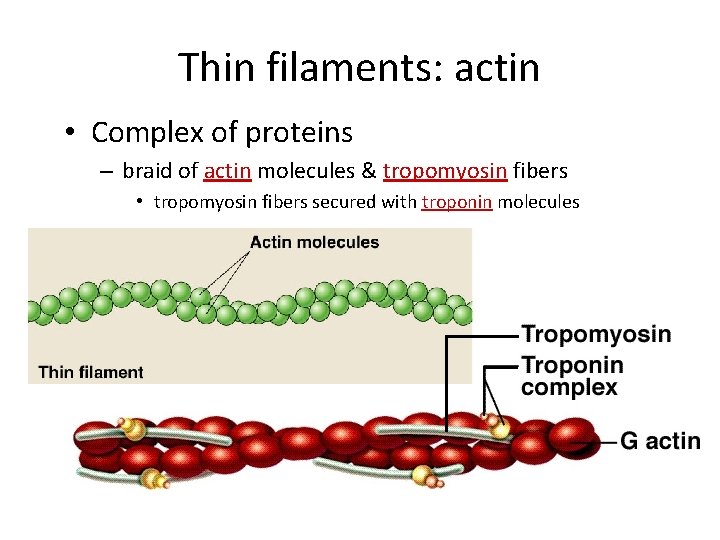 Thin filaments: actin • Complex of proteins – braid of actin molecules & tropomyosin