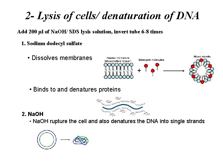 2 - Lysis of cells/ denaturation of DNA Add 200 µl of Na. OH/ 2 - Lysis of cells/ denaturation of DNA Add 200 µl of Na. OH/