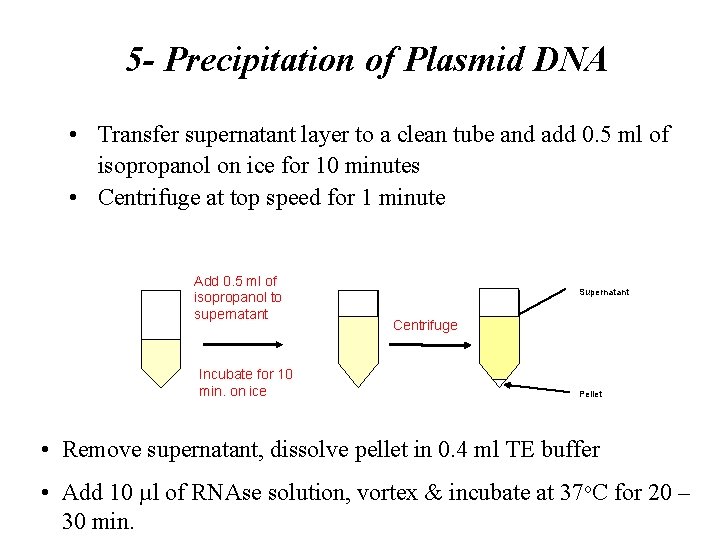 5 - Precipitation of Plasmid DNA • Transfer supernatant layer to a clean tube