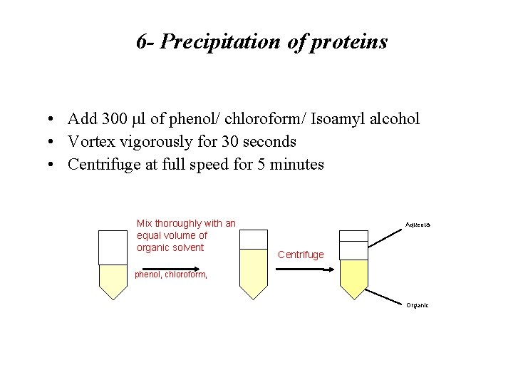 6 - Precipitation of proteins • Add 300 µl of phenol/ chloroform/ Isoamyl alcohol