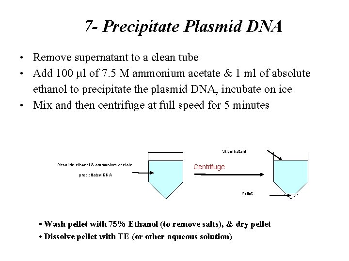 7 - Precipitate Plasmid DNA • Remove supernatant to a clean tube • Add 7 - Precipitate Plasmid DNA • Remove supernatant to a clean tube • Add