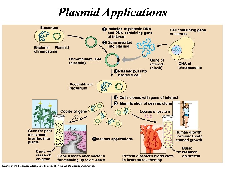 Plasmid Applications Plasmid Applications