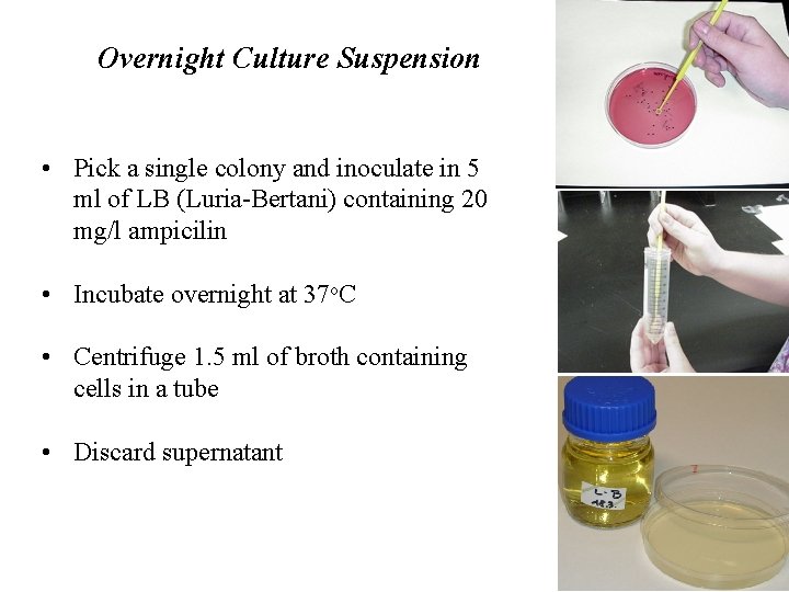 Overnight Culture Suspension • Pick a single colony and inoculate in 5 ml of