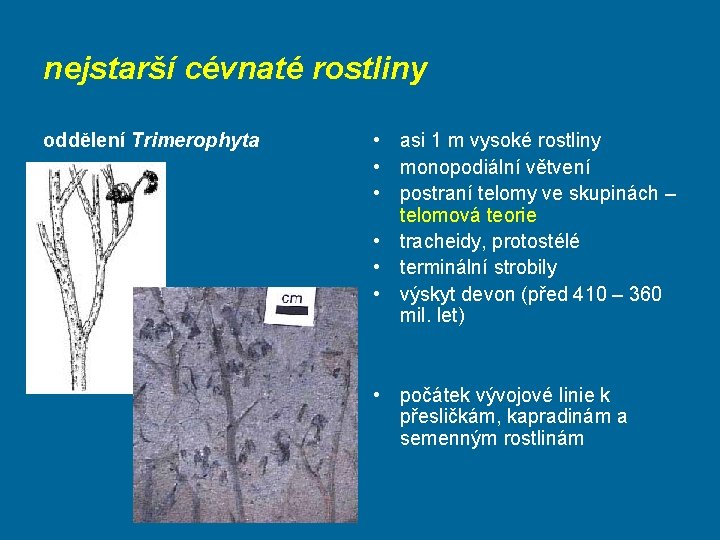 nejstarší cévnaté rostliny oddělení Trimerophyta • asi 1 m vysoké rostliny • monopodiální větvení