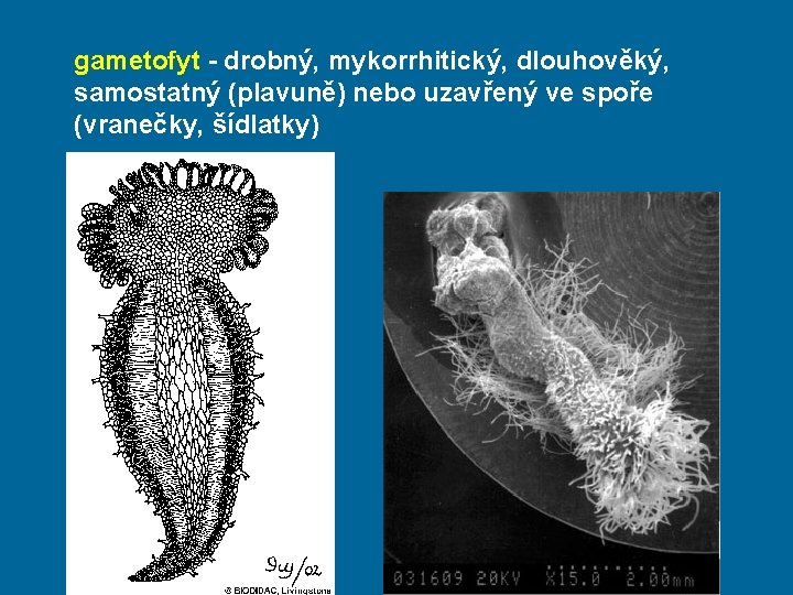 gametofyt - drobný, mykorrhitický, dlouhověký, samostatný (plavuně) nebo uzavřený ve spoře (vranečky, šídlatky) 