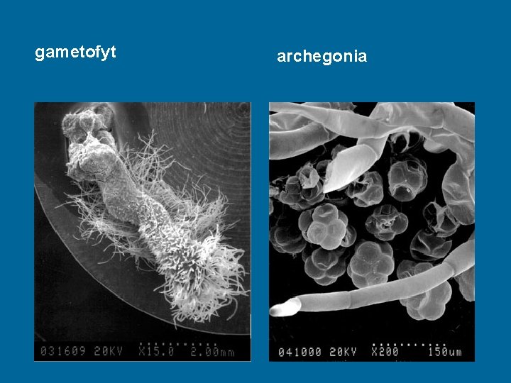 gametofyt archegonia 