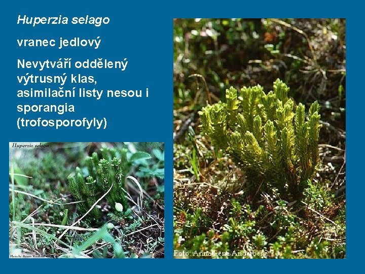 Huperzia selago vranec jedlový Nevytváří oddělený výtrusný klas, asimilační listy nesou i sporangia (trofosporofyly)