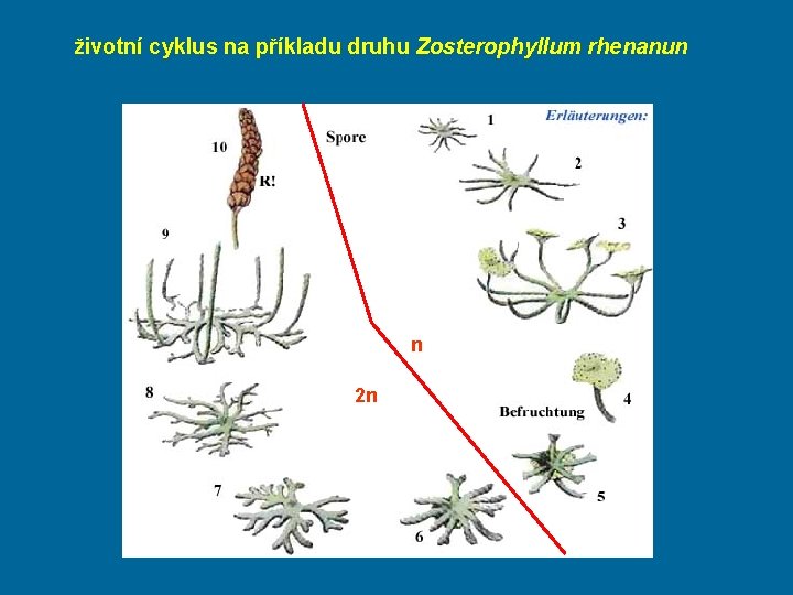 životní cyklus na příkladu druhu Zosterophyllum rhenanun n 2 n 