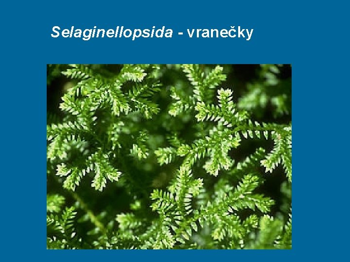 Selaginellopsida - vranečky 