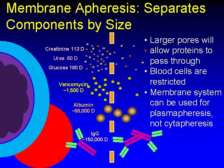 Membrane Apheresis: Separates Components by Size Creatinine 113 D Urea 60 D Glucose 180