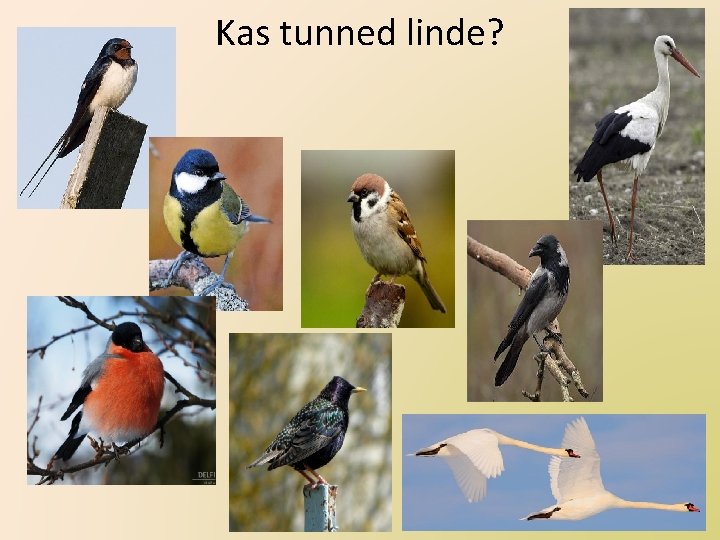 Kas tunned linde? 