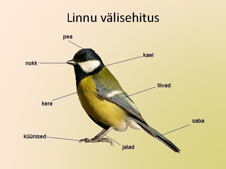 Linnu välisehitus pea kael nokk tiivad kere saba küünised jalad 