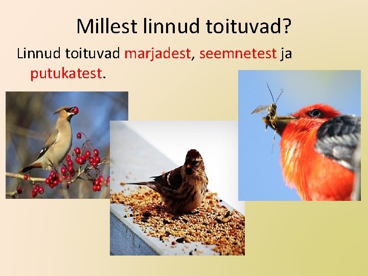 Millest linnud toituvad? Linnud toituvad marjadest, seemnetest ja putukatest. 