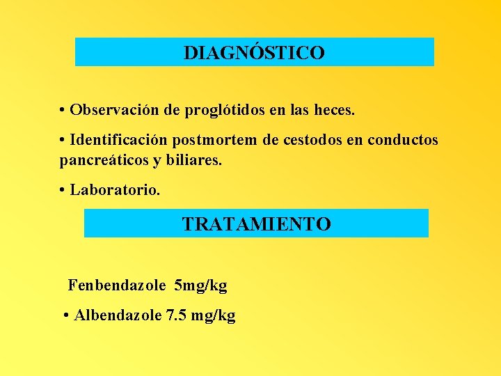 DIAGNÓSTICO • Observación de proglótidos en las heces. • Identificación postmortem de cestodos en