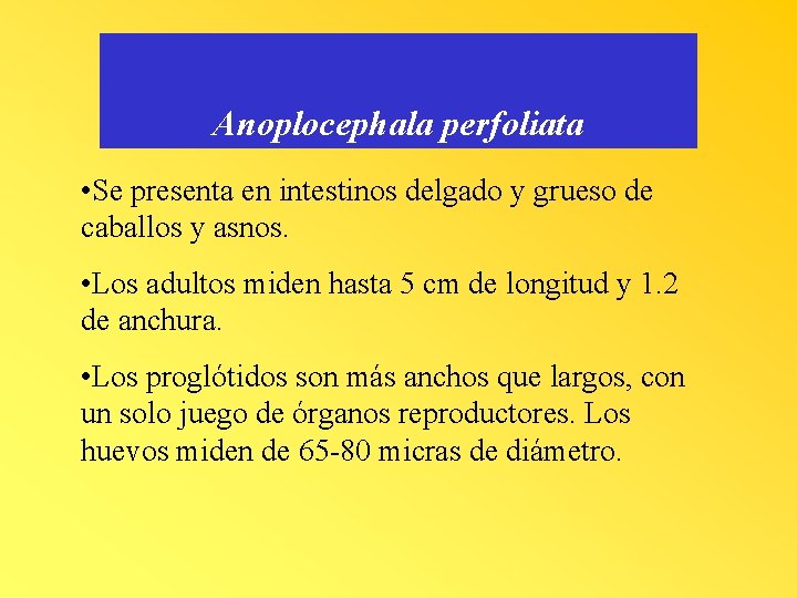 Anoplocephala perfoliata • Se presenta en intestinos delgado y grueso de caballos y asnos.