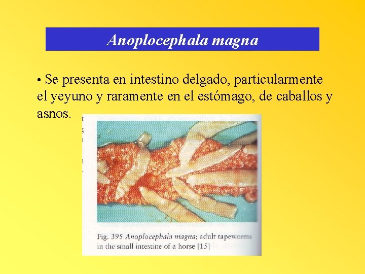 Anoplocephala magna • Se presenta en intestino delgado, particularmente el yeyuno y raramente en