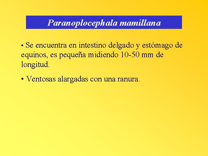 Paranoplocephala mamillana • Se encuentra en intestino delgado y estómago de equinos, es pequeña