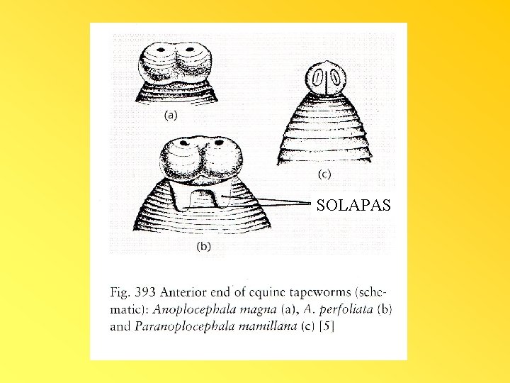 SOLAPAS 