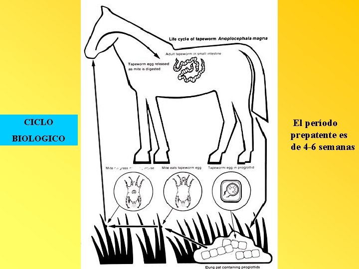 CICLO BIOLOGICO El período prepatente es de 4 -6 semanas 