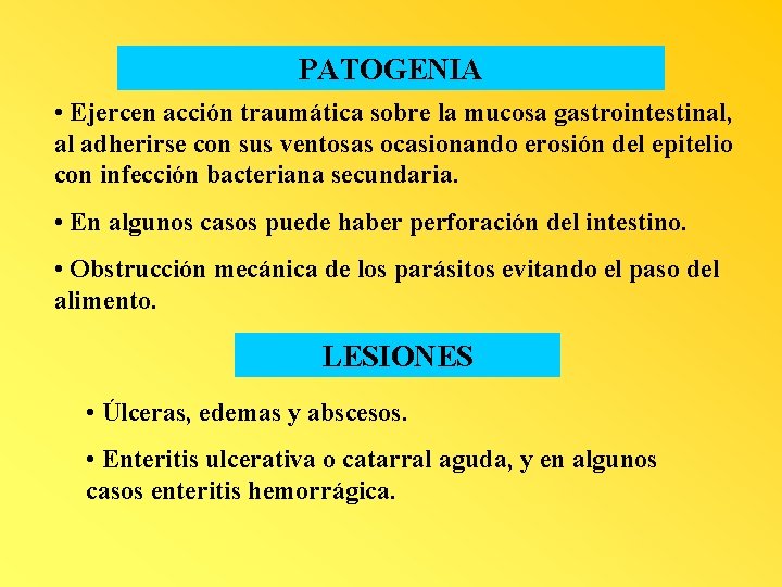 PATOGENIA • Ejercen acción traumática sobre la mucosa gastrointestinal, al adherirse con sus ventosas