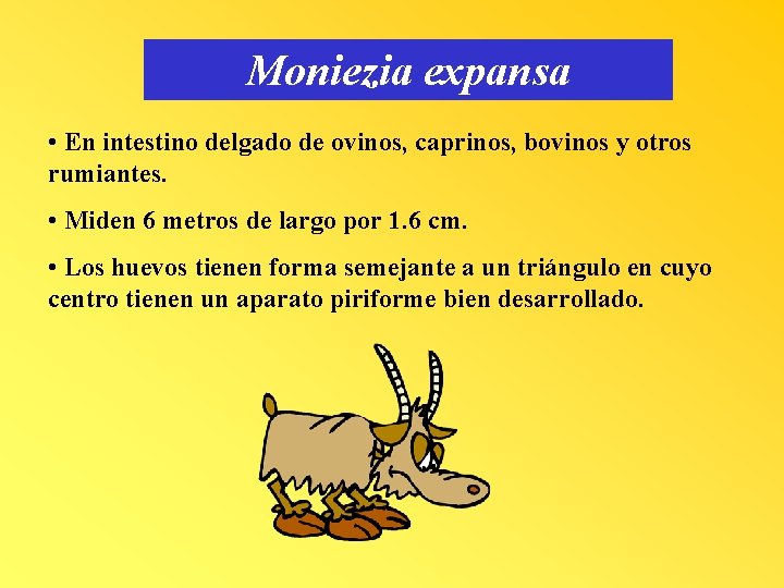 Moniezia expansa • En intestino delgado de ovinos, caprinos, bovinos y otros rumiantes. •