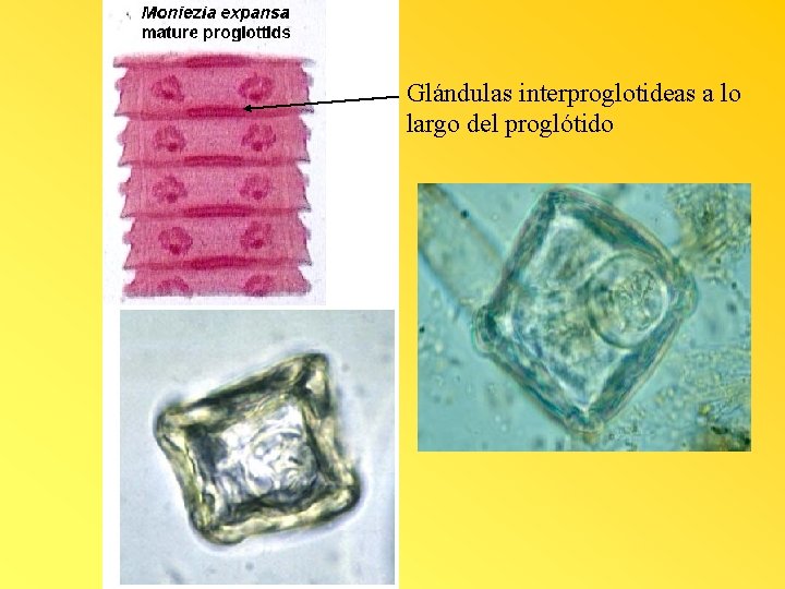 Glándulas interproglotideas a lo largo del proglótido 