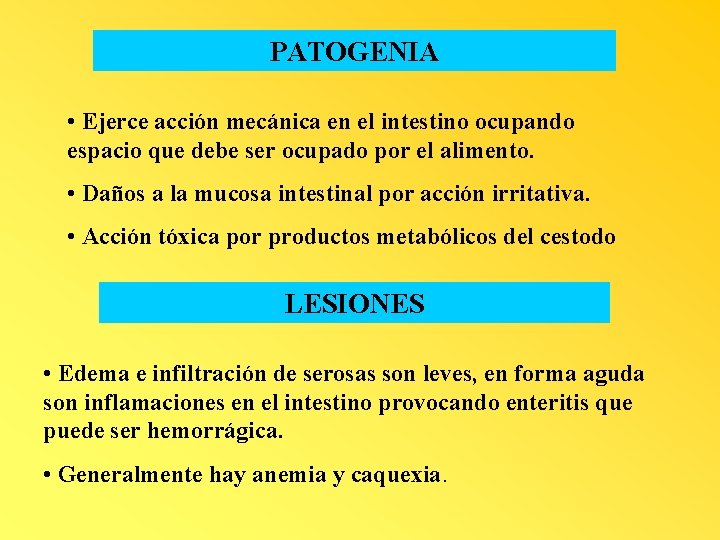 PATOGENIA • Ejerce acción mecánica en el intestino ocupando espacio que debe ser ocupado