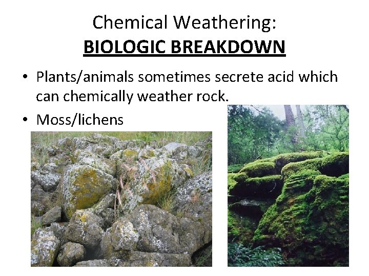Chemical Weathering: BIOLOGIC BREAKDOWN • Plants/animals sometimes secrete acid which can chemically weather rock.