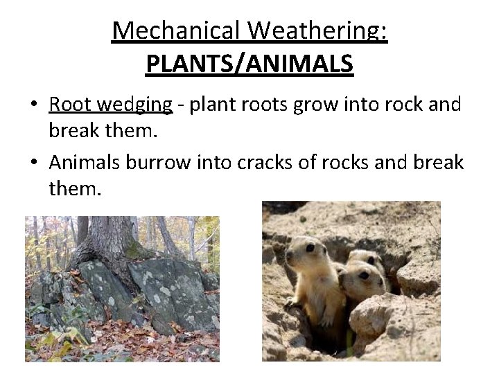 Mechanical Weathering: PLANTS/ANIMALS • Root wedging - plant roots grow into rock and break