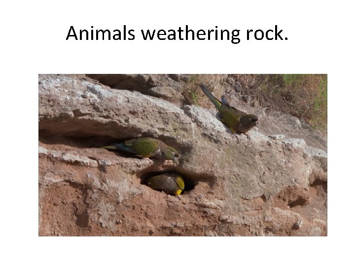 Animals weathering rock. 