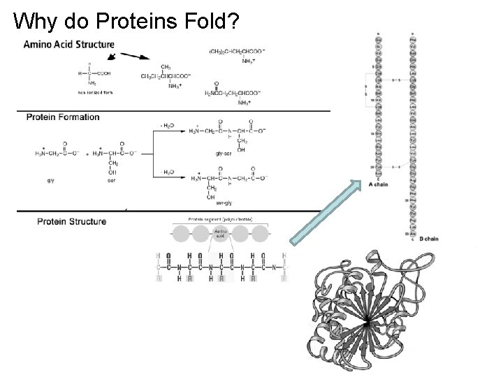 Why do Proteins Fold? 