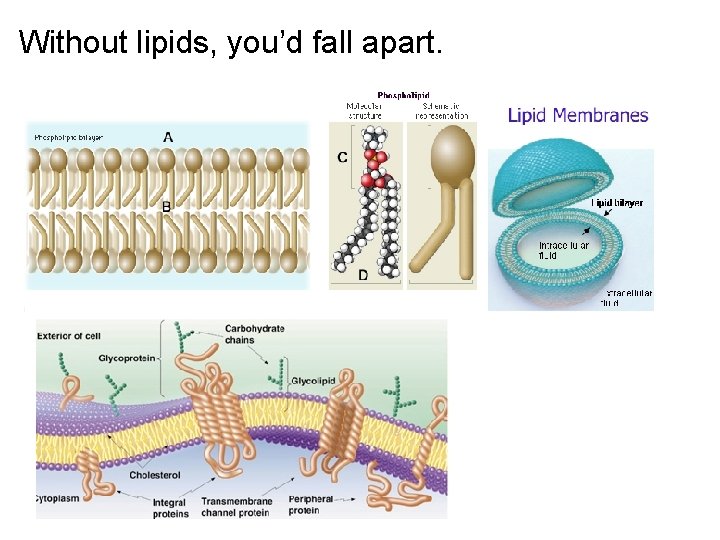 Without lipids, you’d fall apart. 