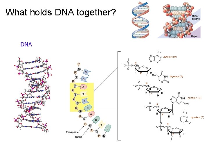 What holds DNA together? 