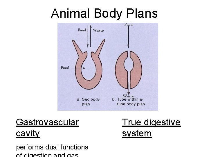 Animal Body Plans Gastrovascular cavity performs dual functions True digestive system 
