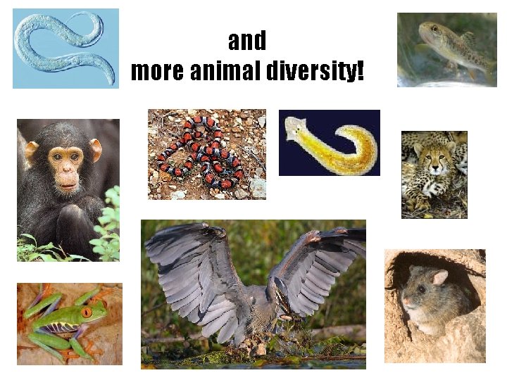 and more animal diversity! 