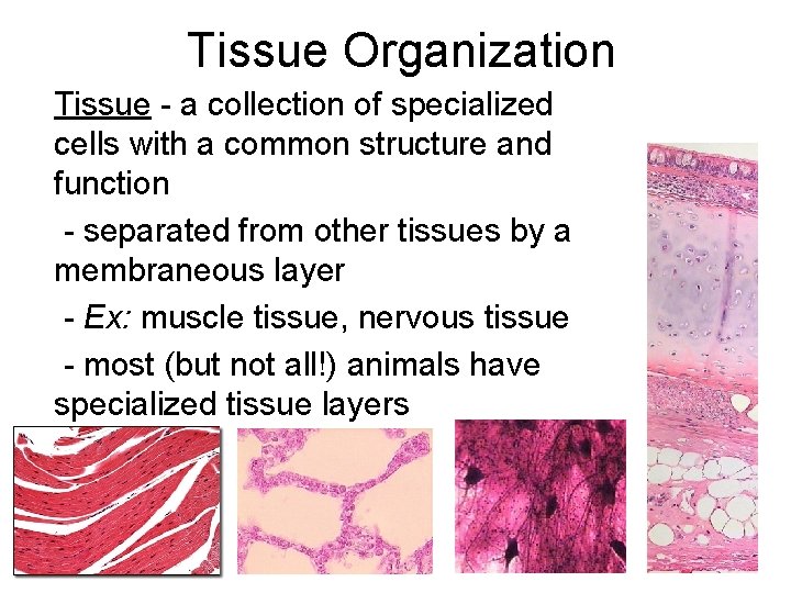 Tissue Organization Tissue - a collection of specialized cells with a common structure and