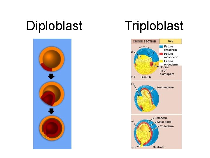 Diploblast Triploblast 