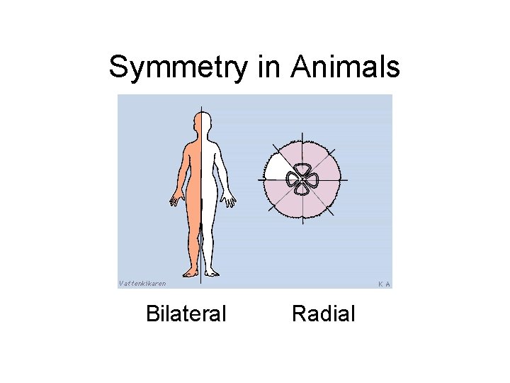 Symmetry in Animals Bilateral Radial 