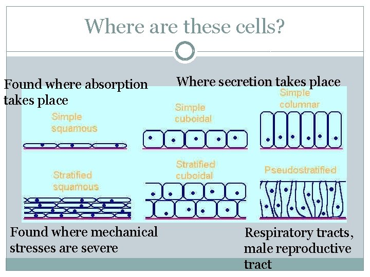 Where are these cells? Found where absorption takes place Found where mechanical stresses are Where are these cells? Found where absorption takes place Found where mechanical stresses are