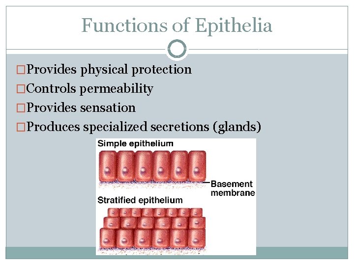 Functions of Epithelia �Provides physical protection �Controls permeability �Provides sensation �Produces specialized secretions (glands) Functions of Epithelia �Provides physical protection �Controls permeability �Provides sensation �Produces specialized secretions (glands)