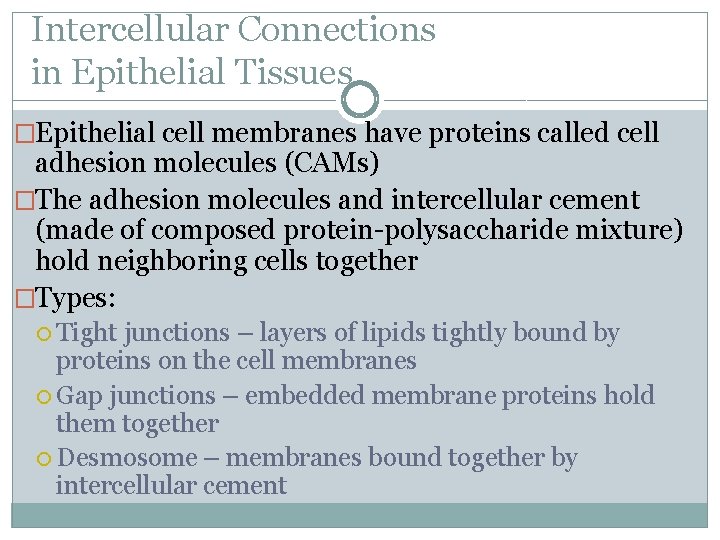 Intercellular Connections in Epithelial Tissues �Epithelial cell membranes have proteins called cell adhesion molecules Intercellular Connections in Epithelial Tissues �Epithelial cell membranes have proteins called cell adhesion molecules