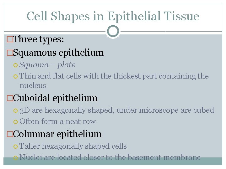 Cell Shapes in Epithelial Tissue �Three types: �Squamous epithelium Squama – plate Thin and Cell Shapes in Epithelial Tissue �Three types: �Squamous epithelium Squama – plate Thin and