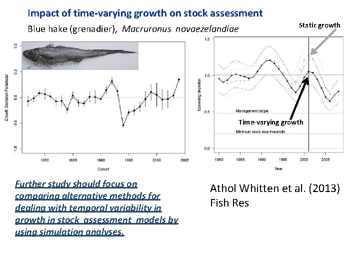 Impact of time-varying growth on stock assessment Blue hake (grenadier), Macruronus novaezelandiae Static growth