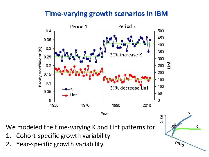 Time-varying growth scenarios in IBM Period 1 Period 2 Linf 30% increase K 30%